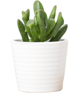 Planta 3