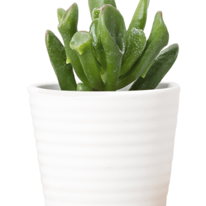 Planta 3