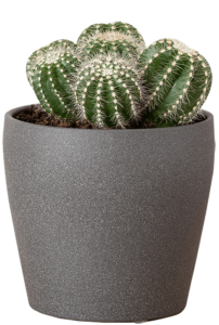Planta 1