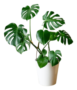 Planta 2