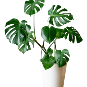 Planta 2